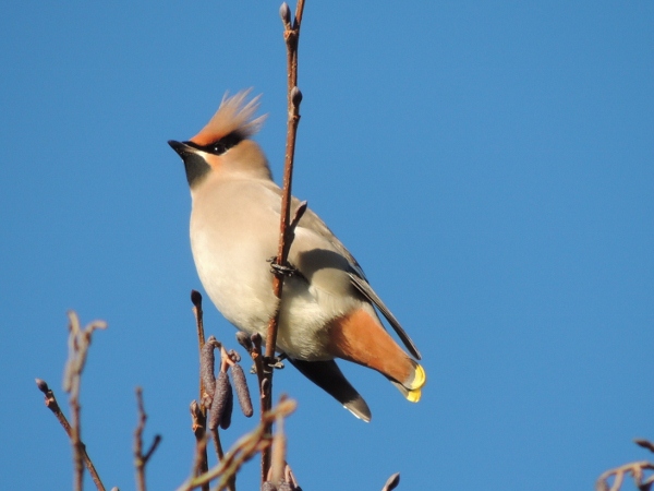 Waxwing
