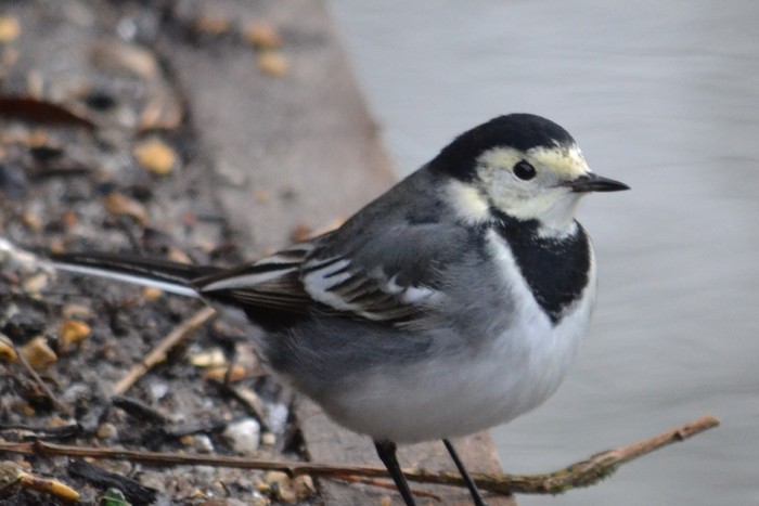 Pied Wagtail