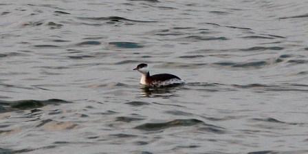 Slavonian Grebe