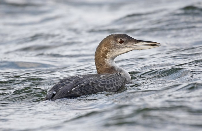 Great Northern Diver
