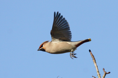 Waxwing