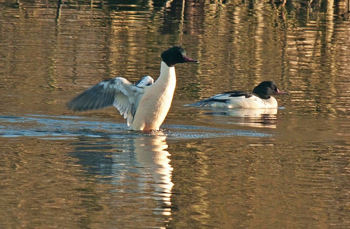 Goosander