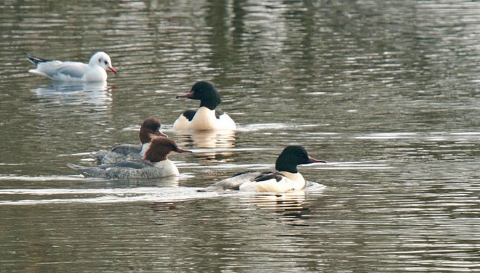 Goosander
