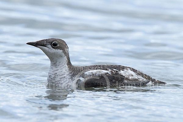 Long-billed Murrelet