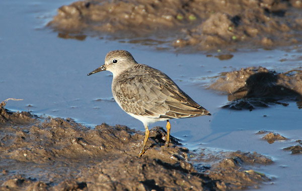 Temminck's Stint