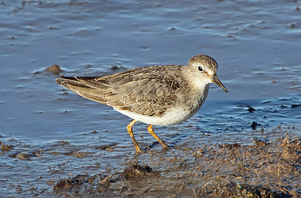 Temminck's Stint