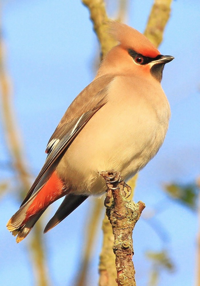 Waxwing