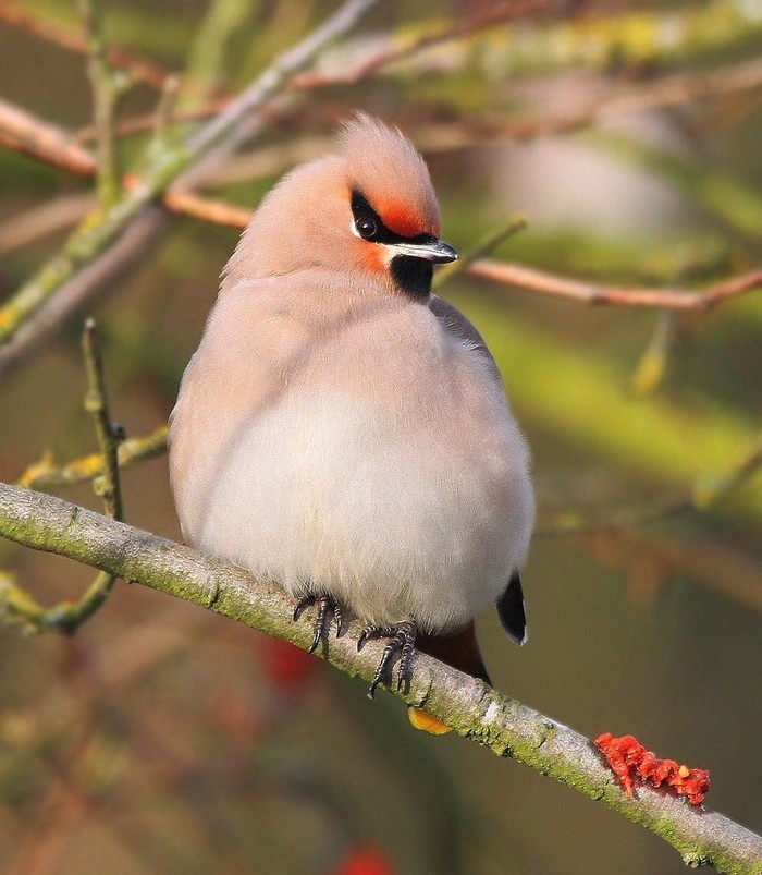 Waxwing