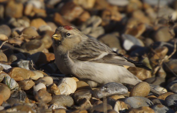 Hornemann's Arctic Redpoll