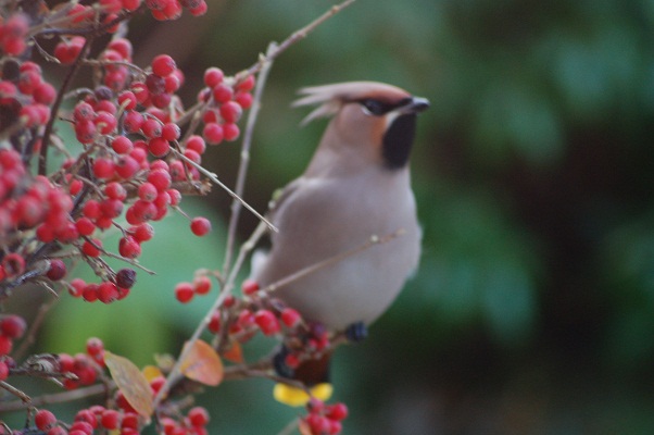 Waxwing