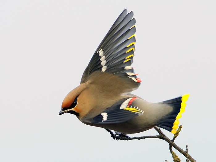 Waxwing