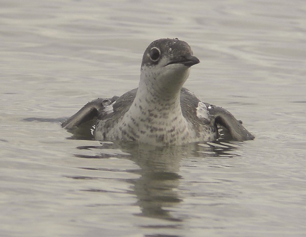Long-billed Murrelet