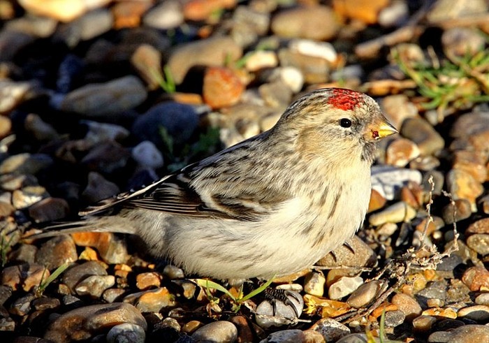 Hornemann's Arctic Redpoll