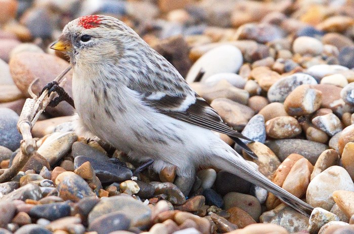 Hornemann's Arctic Redpoll