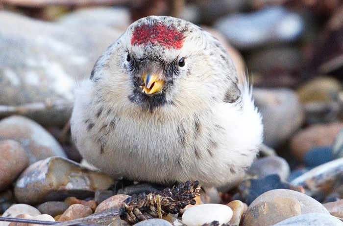 Hornemann's Arctic Redpoll