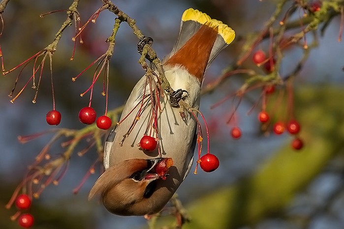 Waxwing