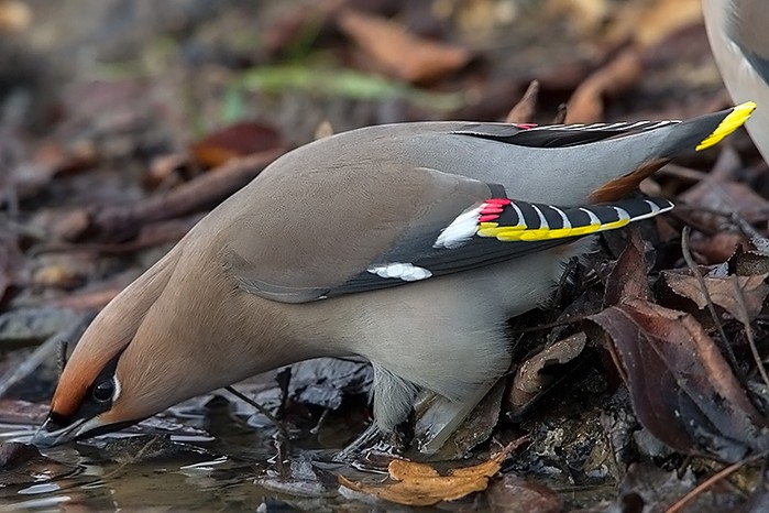 Waxwing