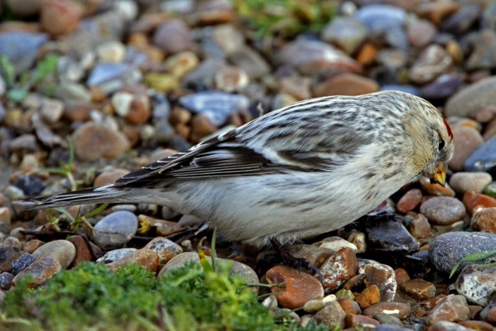 Hornemann's Arctic Redpoll