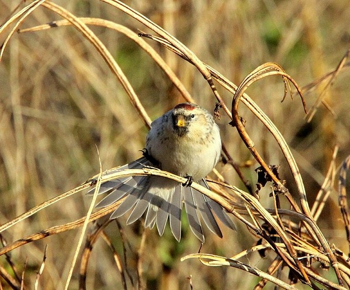Hornemann's Arctic Redpoll