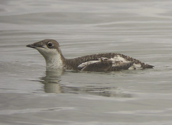 Long-billed Murrelet