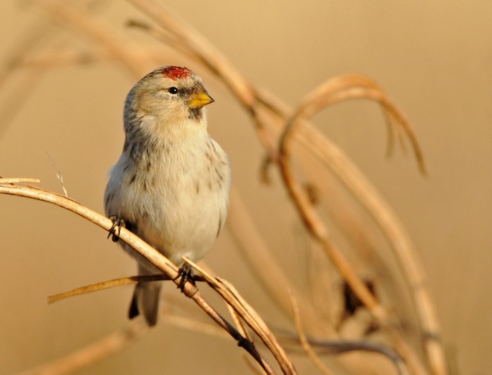 Hornemann's Arctic Redpoll