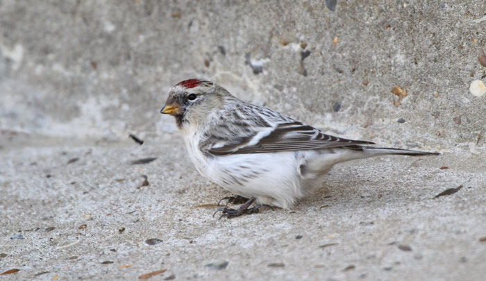 Hornemann's Arctic Redpoll