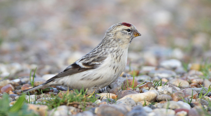 Hornemann's Arctic Redpoll