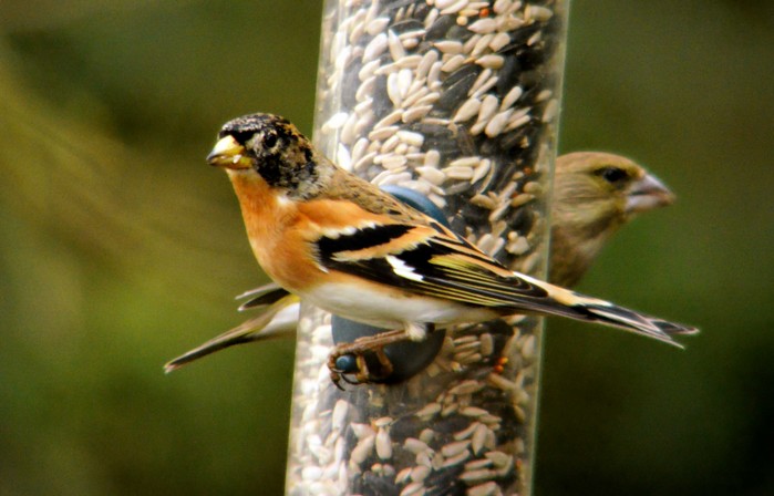 Brambling