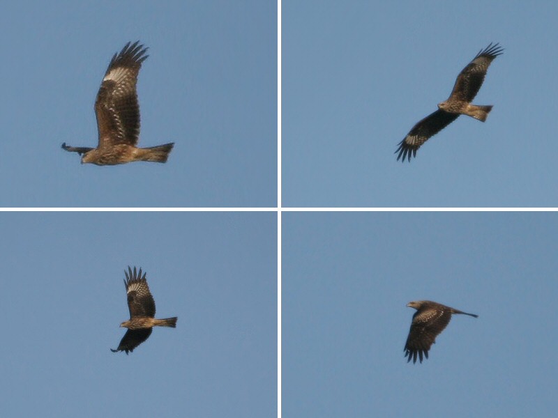 Black-eared Kite