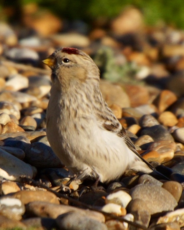 Hornemann's Arctic Redpoll