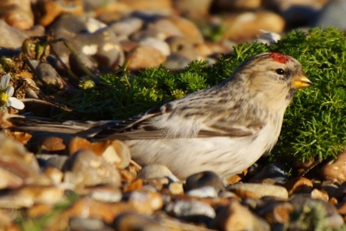 Hornemann's Arctic Redpoll