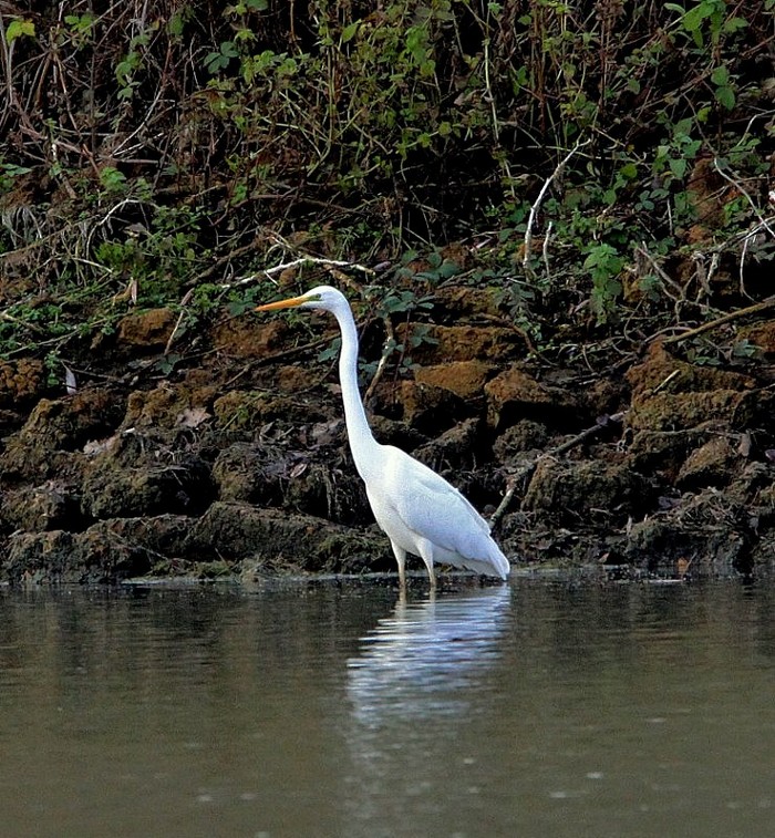 Great White Egret