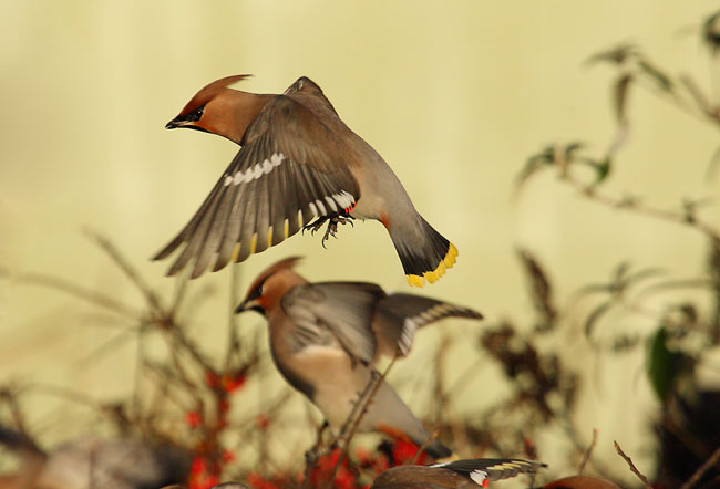 Waxwing