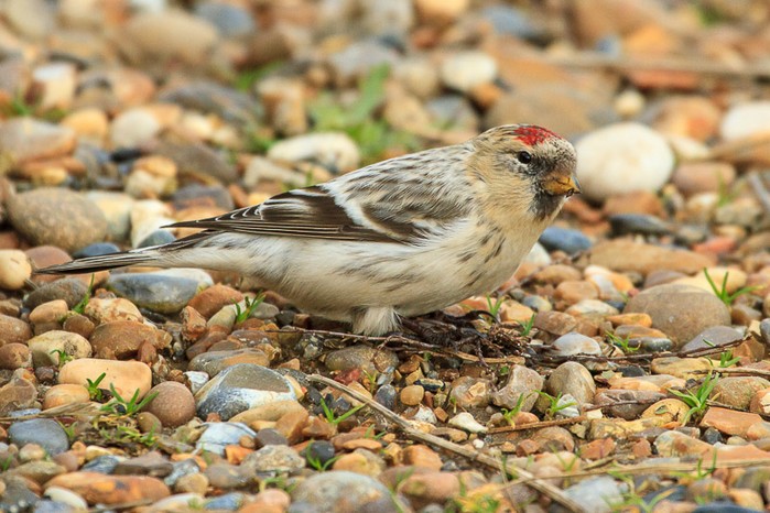 Hornemann's Arctic Redpoll