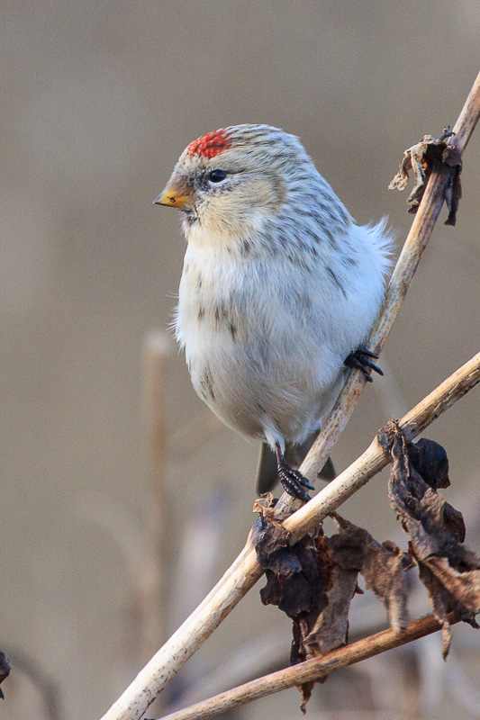 Hornemann's Arctic Redpoll