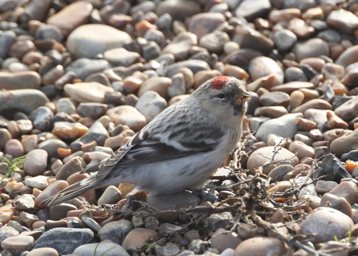 Hornemann's Arctic Redpoll