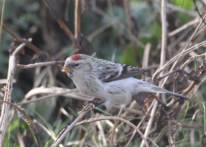 Hornemann's Arctic Redpoll