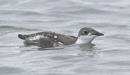 Long-billed Murrelet