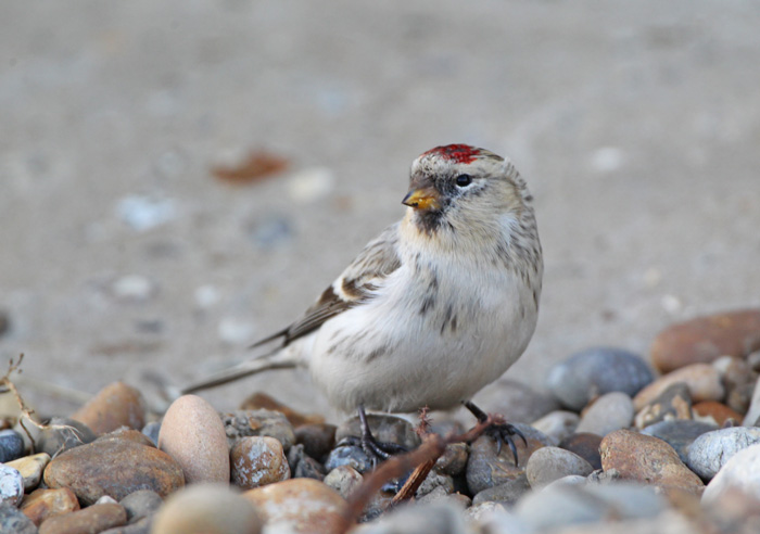 Hornemann's Arctic Redpoll