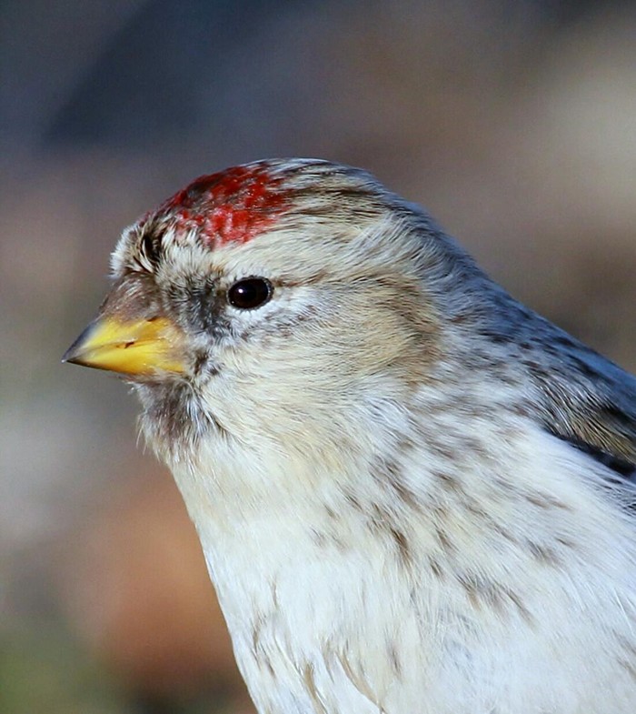 Hornemann's Arctic Redpoll