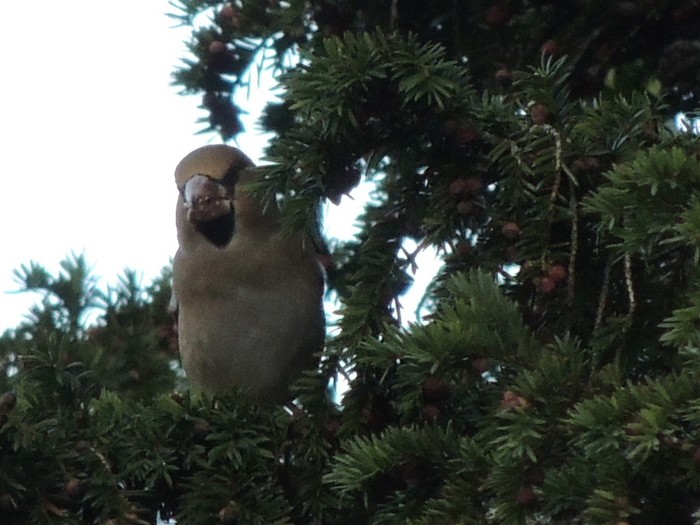 Hawfinch