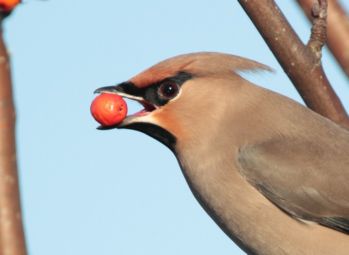 Waxwing