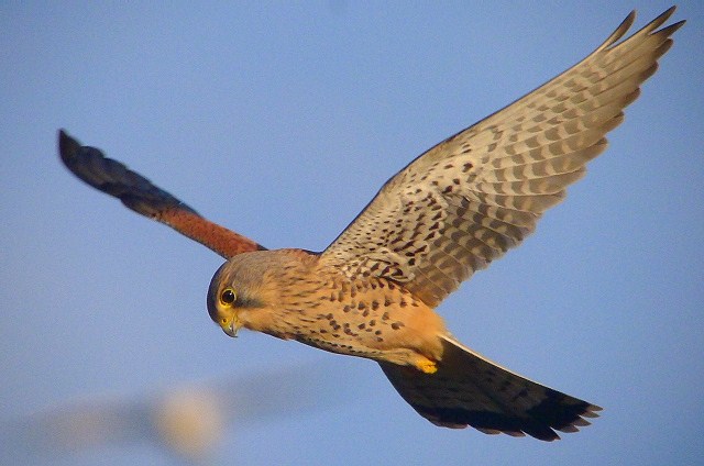 Kestrel