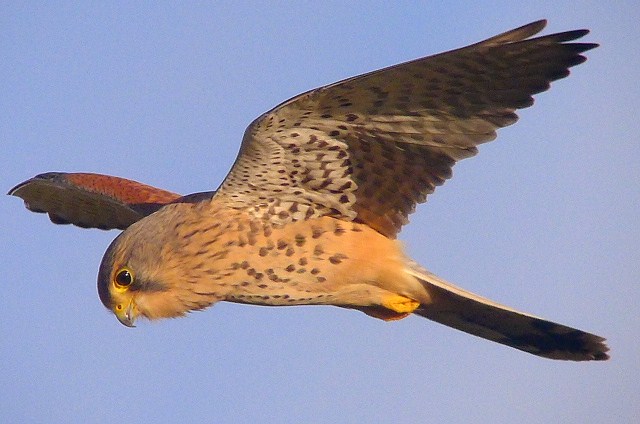 Kestrel