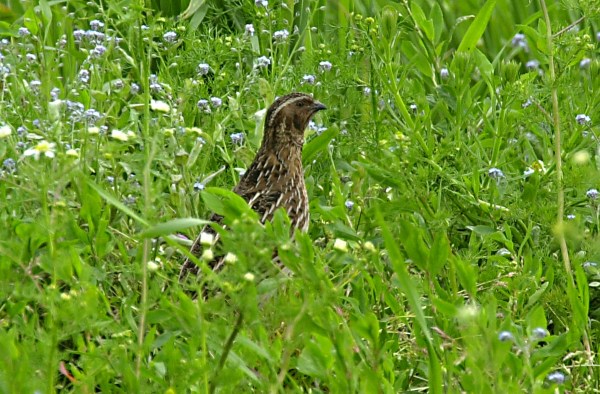 Quail