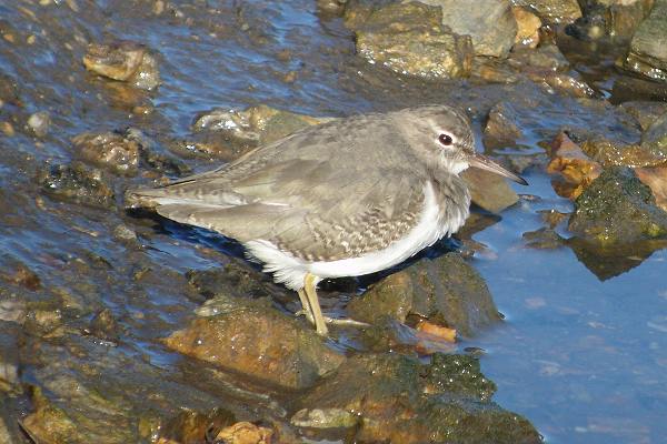 Spotted Sandpiper