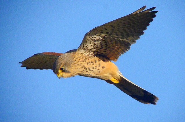 Kestrel