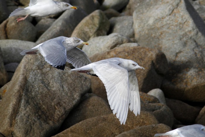 Iceland Gull