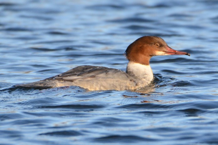 Goosander