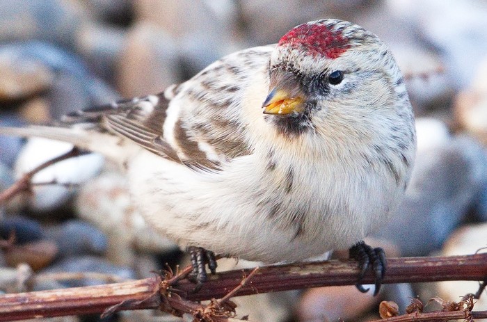 Hornemann's Arctic Redpoll